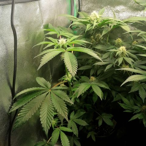 Aisha growlog timeline photo