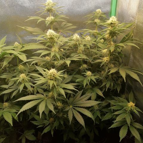 Tiana growlog timeline photo