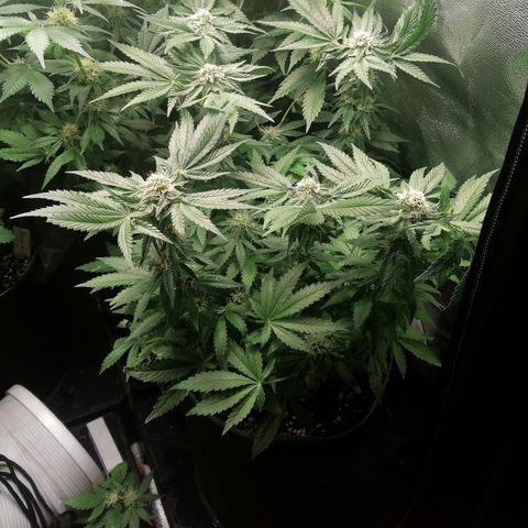 Kilmani growlog timeline photo