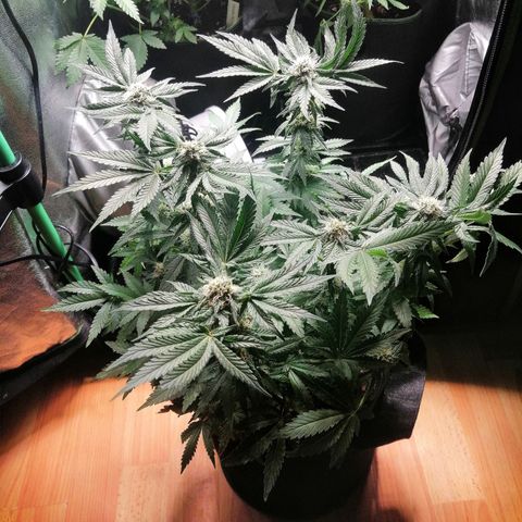 Kilmani growlog timeline photo