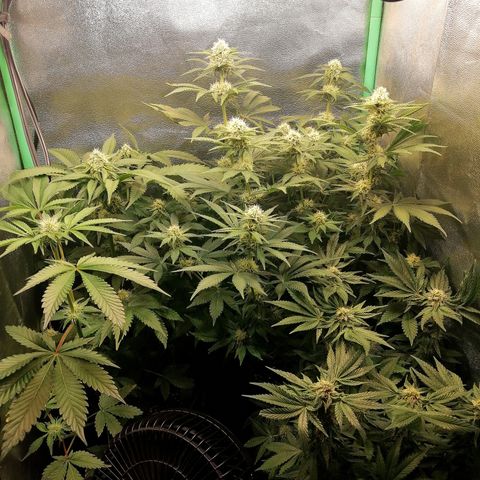 Aisha growlog timeline photo