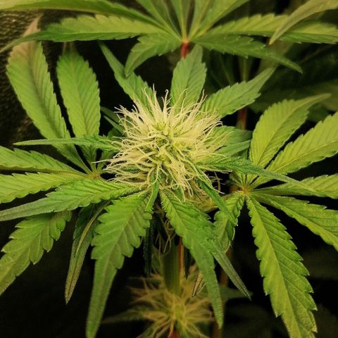 Aisha II growlog timeline photo