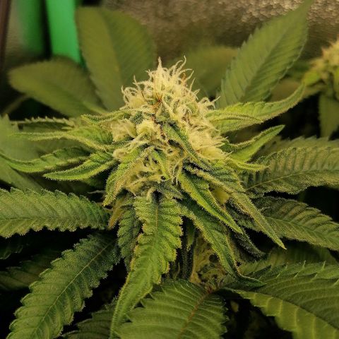 Aisha growlog timeline photo