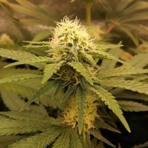 Tiana growlog timeline photo