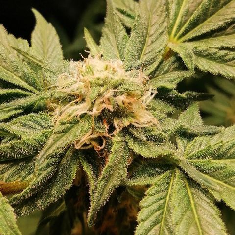 Kilmani growlog timeline photo