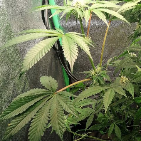 Aisha II growlog timeline photo