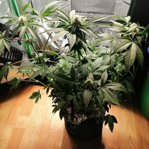 Aisha growlog timeline photo