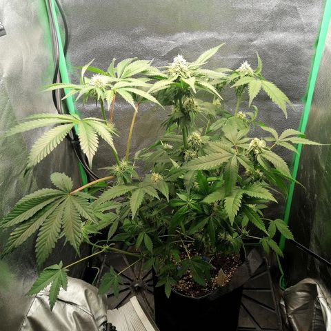 Aisha growlog timeline photo