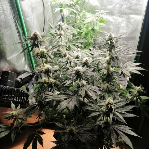 Tiana growlog timeline photo