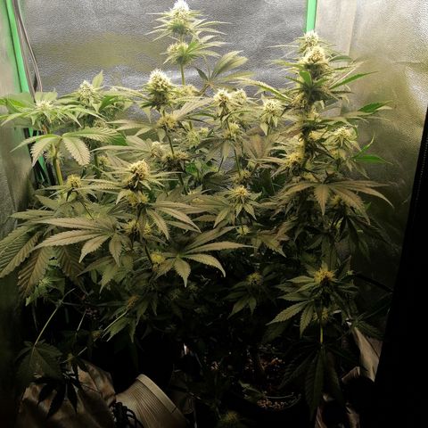 Tiana growlog timeline photo