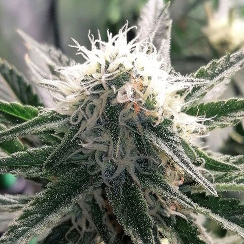 Tiana growlog timeline photo
