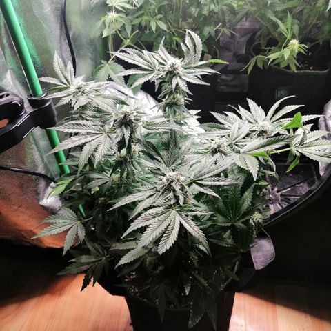 Kilmani growlog timeline photo