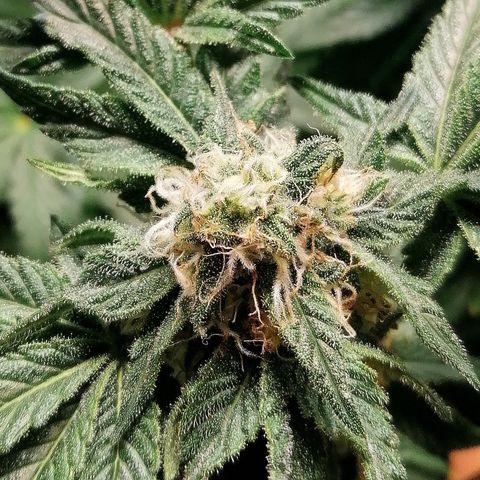 Kilmani growlog timeline photo