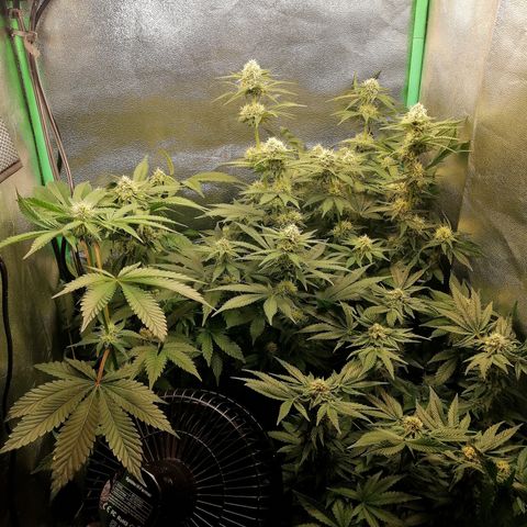 Aisha growlog timeline photo