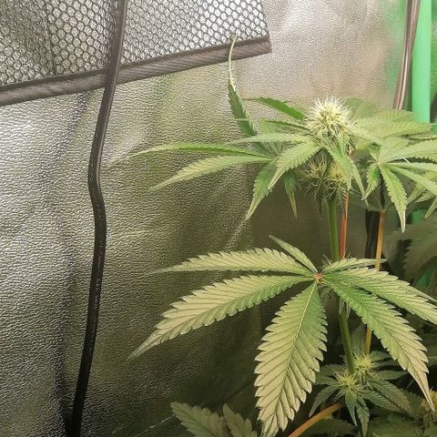 Aisha II growlog timeline photo