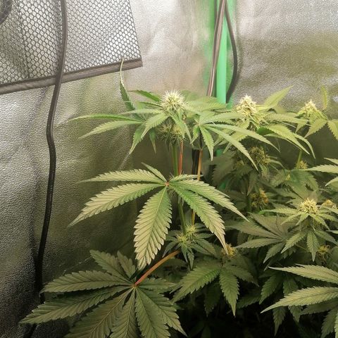 Aisha growlog timeline photo
