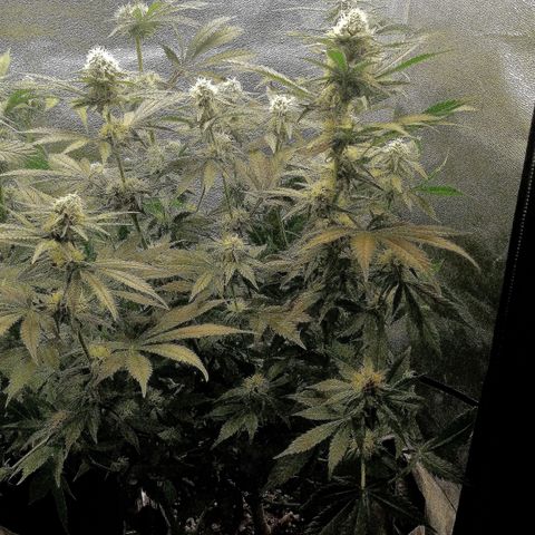 Tiana growlog timeline photo
