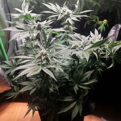 Kilmani growlog timeline photo