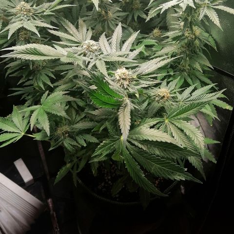 Kilmani growlog timeline photo