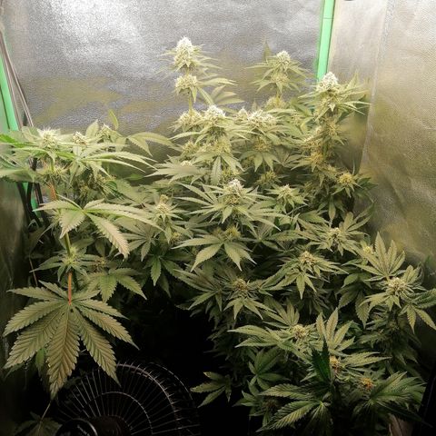 Aisha growlog timeline photo