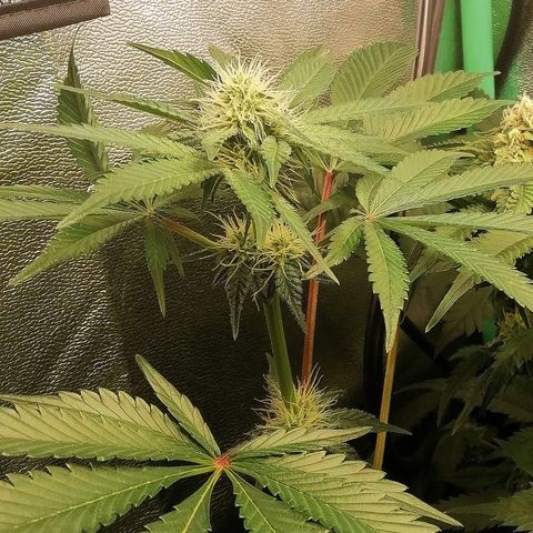 Aisha II growlog timeline photo