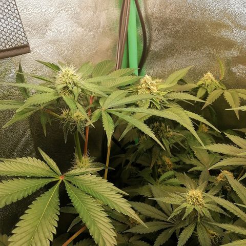 Aisha growlog timeline photo