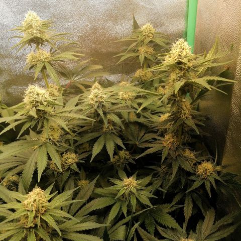 Tiana growlog timeline photo
