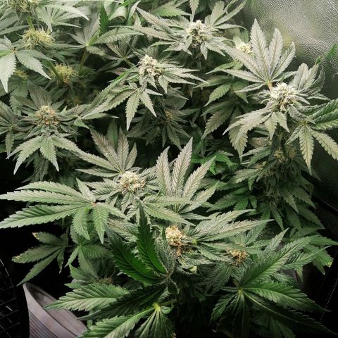 Kilmani growlog timeline photo