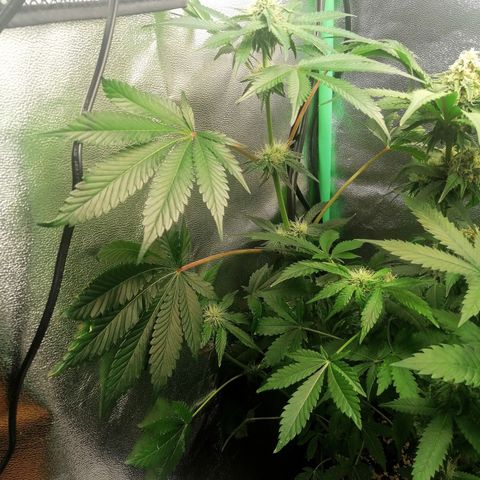 Aisha II growlog timeline photo