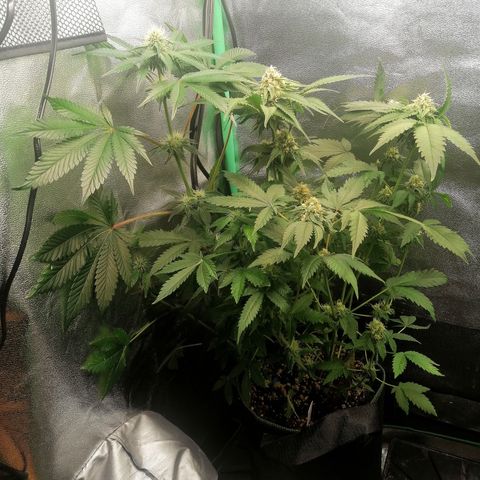 Aisha growlog timeline photo