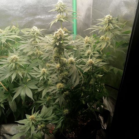 Tiana growlog timeline photo