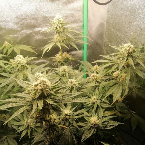 Tiana growlog timeline photo