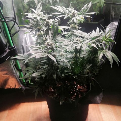Kilmani growlog timeline photo