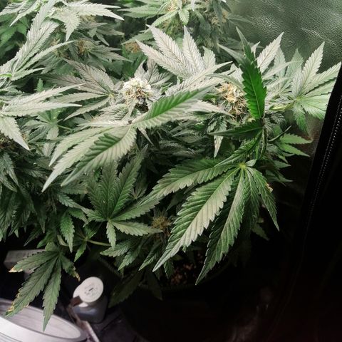 Kilmani growlog timeline photo