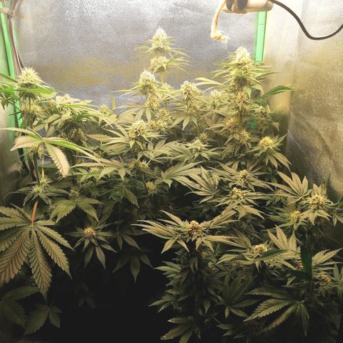 Aisha growlog timeline photo