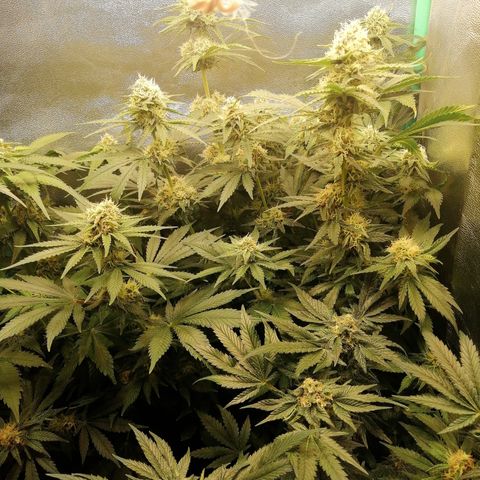 Tiana growlog timeline photo