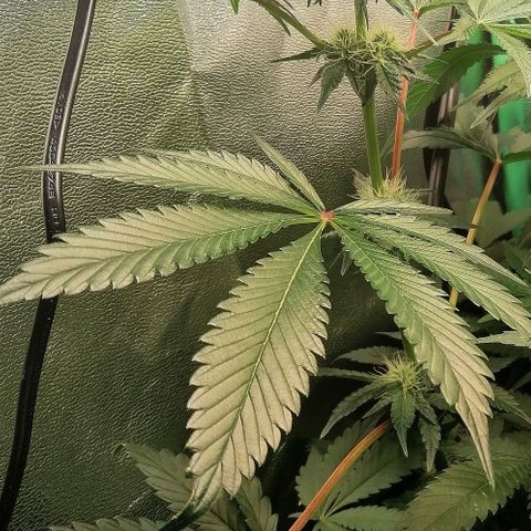 Aisha II growlog timeline photo