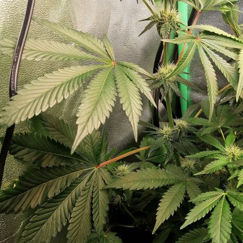 Aisha II growlog timeline photo