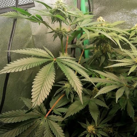 Aisha growlog timeline photo