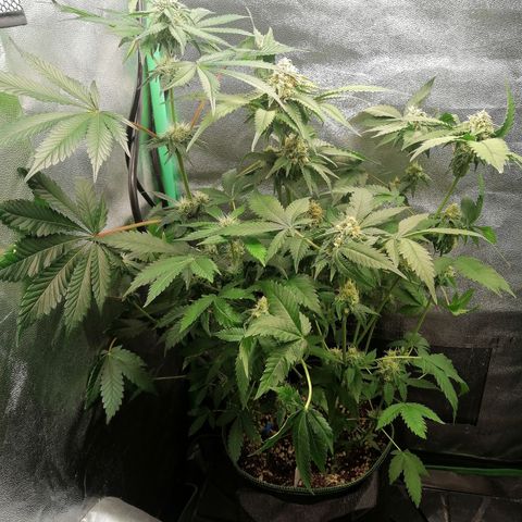 Aisha growlog timeline photo