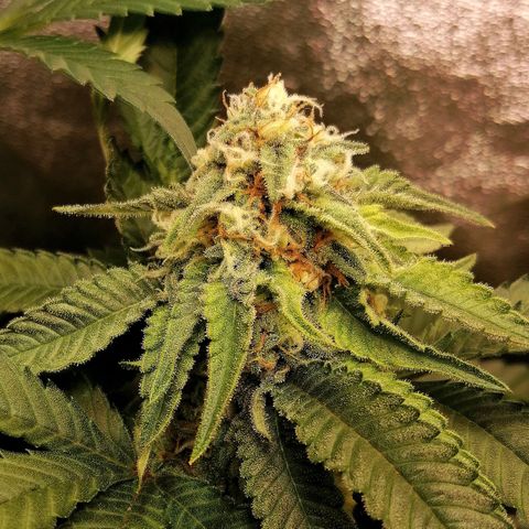 Aisha growlog timeline photo