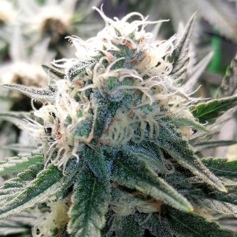 Tiana growlog timeline photo
