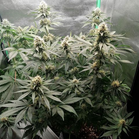 Tiana growlog timeline photo