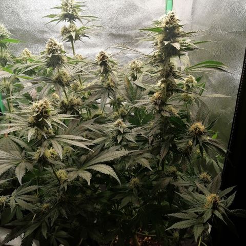 Tiana growlog timeline photo