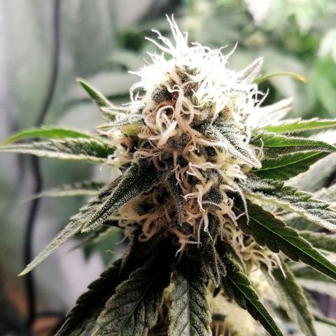 Tiana growlog timeline photo