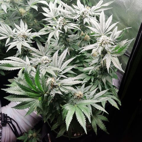 Kilmani growlog timeline photo