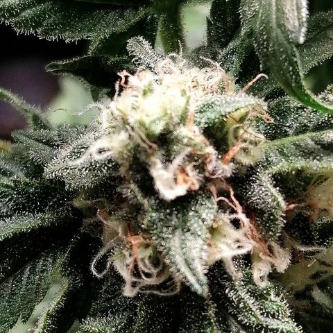 Kilmani growlog timeline photo