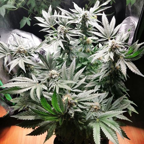 Kilmani growlog timeline photo