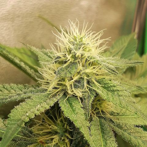 Aisha II growlog timeline photo