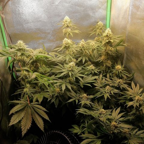 Aisha growlog timeline photo
